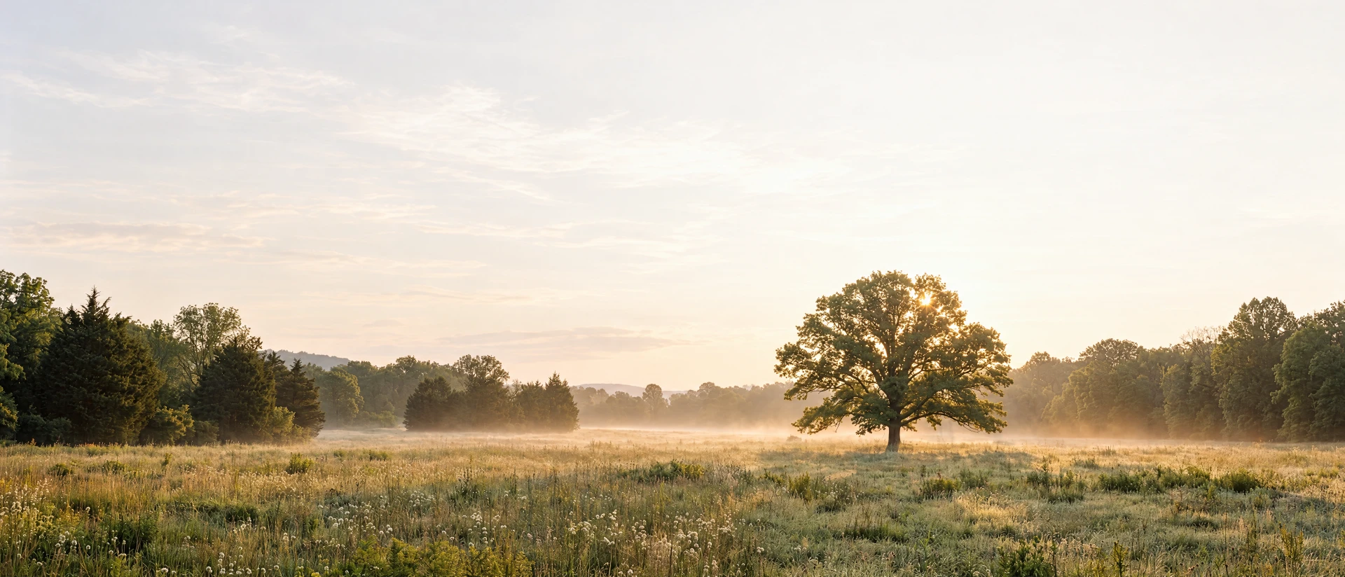 A lone oak in a misty wildflower meadow at sunrise, with a treeline and distant hills